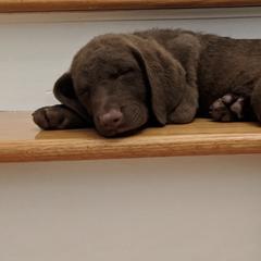 Chesapeake Bay Retrievers from Claddagh Farm Chesapeakes
