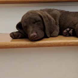 Chesapeake Bay Retrievers from Claddagh Farm Chesapeakes