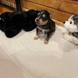 Girl 3 - Black and white female Siberian Husky puppy in Columbus, Ohio from Jamuison’s Siberian Huskies