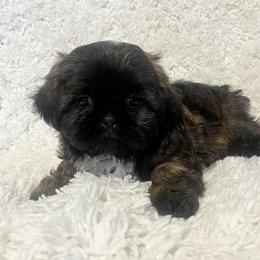 AKC Buddy - Sable male Shih Tzu puppy in Greenville, South Carolina from Babyface Shih Tzu