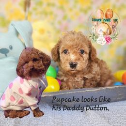 Cockapoo and Poodle Puppies from Golden Paws