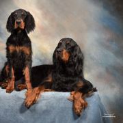 Gordon Setter Puppies from Dreamcatcher Kennel