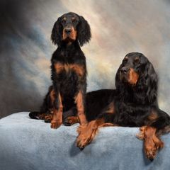 Gordon Setter Puppies from Dreamcatcher Kennel