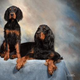Gordon Setter Puppies from Dreamcatcher Kennel