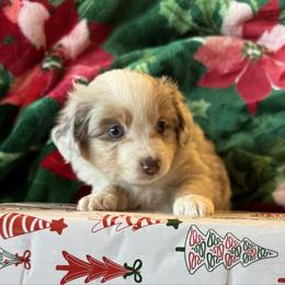 Sara - Red merle female Miniature Australian Shepherd puppy in Taylor, Arizona from Holy Ghost Ranch, Inc
