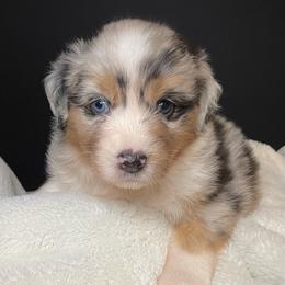 TRUDI - Blue merle female Australian Shepherd puppy in Hayward, California from Grissom’s Aussies
