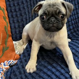 Miss Prisd - Fawn female Pug puppy in Liberty, South Carolina from Garrick’s Precious Pugs