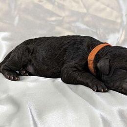 Suede - Poodle puppy from Ghibli Poodles