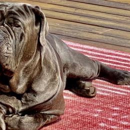Neapolitan Mastiffs from San Diego Mastiff