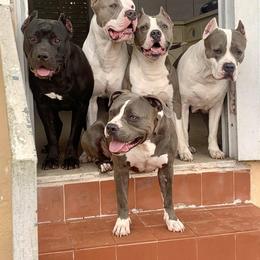 American Bully All Grown Up from American PitBully