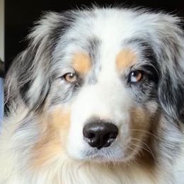 BJ - Australian Shepherd