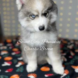 Charlie Brown - Gray and white male Pomsky puppy in Rossville, Georgia from Scenic City Pomskies