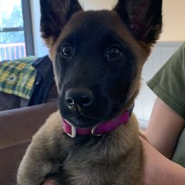 Belgian Malinois and Labrador Retriever Puppies from Elite Canine Training & Outfitters
