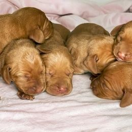 Vizsla Puppies from Arkansas Vizslas