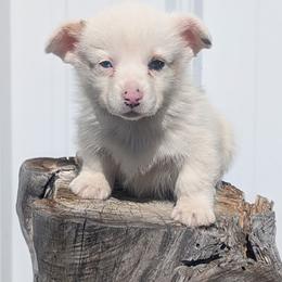 Cornbread - Brindle and white male Cardigan Welsh Corgi puppy in Hotchkiss, Colorado from Bell S Ranch