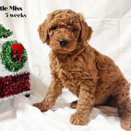 Green Collar - Red  Poodle puppy in Bolivar, Missouri from J and S Farms