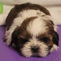 Pheonix - Red and white male Shih Tzu puppy in Parma, Ohio from D's DeVine Shih-Tzu