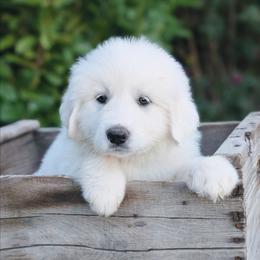 Purple - White female Great Pyrenees puppy in Yakima, Washington from Naches Heights Ranch