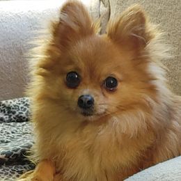 Pomeranians from Blades poms