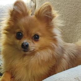 Pomeranians from Blades poms