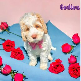 Lilac Godiva - Caramel cream Australian Labradoodle puppy in San Antonio, Texas from HighStar ALD, Inc.