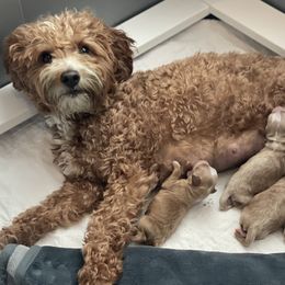 Goldendoodle puppies from You Are My Sunshine Doodle