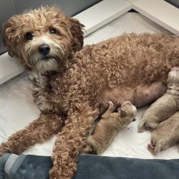 Goldendoodle puppies from You Are My Sunshine Doodle
