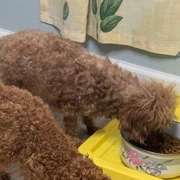 Tiara - Poodle