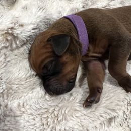 Girl 1 - female Rhodesian Ridgeback puppy in Aubrey, Texas from Bushveld Rhodesian Ridgebacks