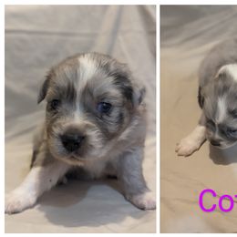 Girl 2 - Red merle Australian Shepherd puppy in Sanger, California from A&M Australian Shepherds