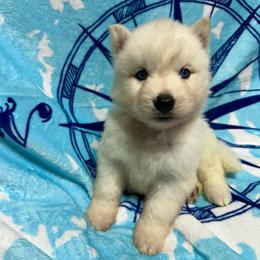 AKC Sapphire - White female Siberian Husky puppy in Centreville, Maryland from Huskies By the Bay