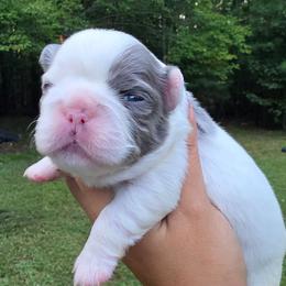 Hermione Granger - White female French Bulldog puppy in Franklinton, North Carolina from Sweet Carolina Kennel
