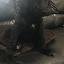 Australian Shepherd, Goldendoodle, and Poodle Puppies from Debbies Aussies NWA/Debbies Doodles NWA