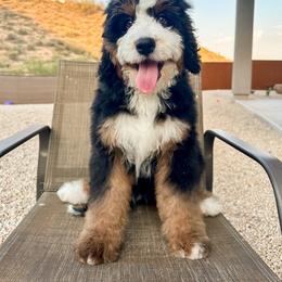 Bernedoodle Puppies from Sonoran Standard Doodles