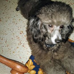 Poodles from Broad Bay Poodles