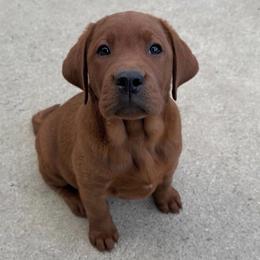 Rhetta - Yellow female Labrador Retriever puppy in South Lyon, Michigan from Matoskah Meadows Labradors