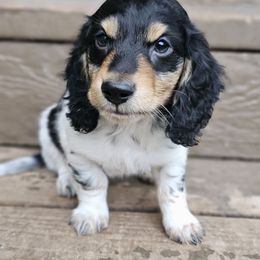 Boy 1 - Piebald male Dachshund puppy in Woodland, Washington from SJs Dachshunds
