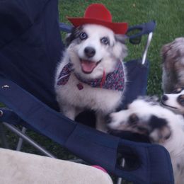 Australian Shepherd Puppies from Remy's BFF's (Best friends furever)