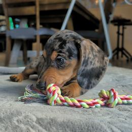 Moaning Myrtle - Dapple female Dachshund puppy in Scottsdale, Arizona from Floppy Eared Friends Miniature Dachshund and  Bassett Hounds