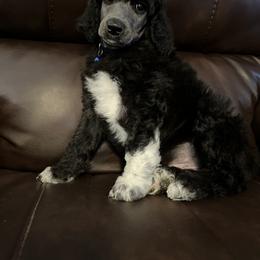 Poodle Puppies from Schrute Farms Standard Poodles