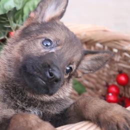 2424- Female DDR East German - Sable female German Shepherd puppy in Newville Al, Alabama from Triple S DDR German Shepherds