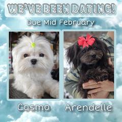 Mal-Shi puppies from Seeking Shalom Acres Maltese, Maltipoos & Havamalts