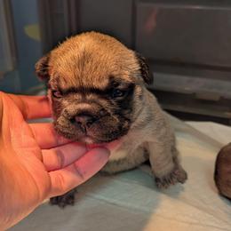 April - Fawn and white female French Bulldog puppy in Rochester, New York from Upstate Champion Kennels