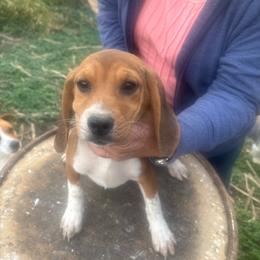 Puppy 2 - Black white and tan female Beagle puppy in Martinton, Illinois from Iroquois River Beagles