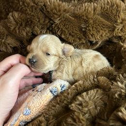 Boy 1 Black collar - Apricot male Maltipoo puppy in Clover, South Carolina from Cudi’s Buddies