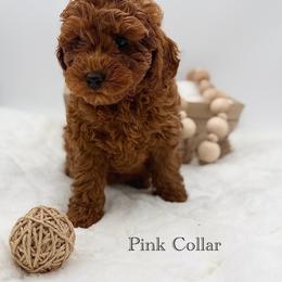 Pink collar - Red  female Goldendoodle puppy in Belgrade, Montana from 406springhilldoodles