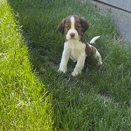 Buddy - Liver white and tan male English Springer Spaniel puppy in Coeur D'alene, Idaho from Springer Hollow