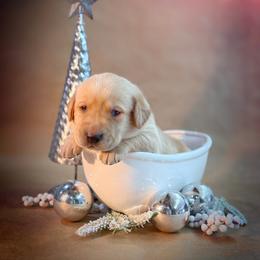 Garmin - Yellow male Labrador Retriever puppy in Isle, Minnesota from Dog Ear Outfitters