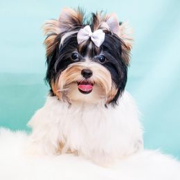 Biewer Terrier and Yorkshire Terrier Puppies from Yorkie Town California