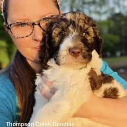 Goldendoodle Puppies from Thompson Creek Doodles